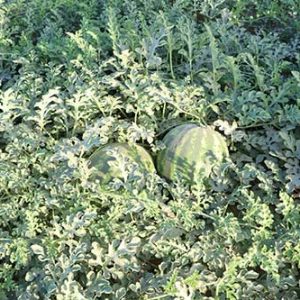 بذر هندوانه یلدا