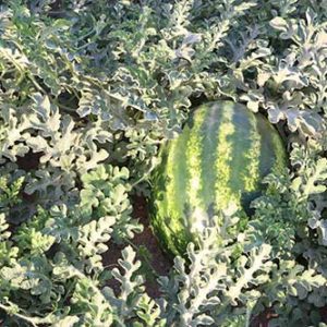 بذر هندوانه یلدا