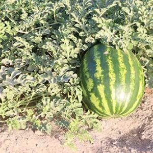 بذر هندوانه یلدا