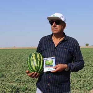 بذر هندوانه یلدا