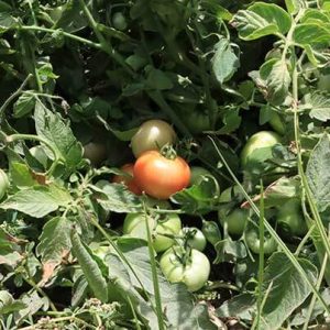 بذر گوجه فرنگی ایلیا 5385