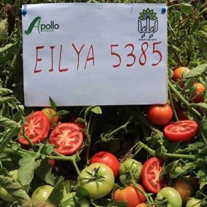 بذر گوجه فرنگی ایلیا 5385