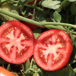 بذر گوجه فرنگی ایلیا 5385