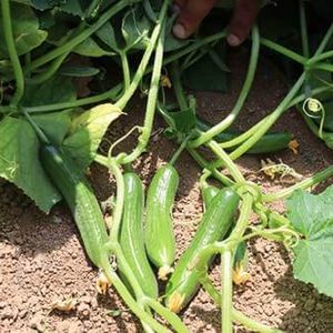 قیمت خیار اکسلو