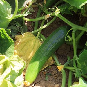 خرید بذر خیار اکسلو