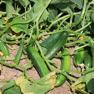 بذر خیار اکسلو