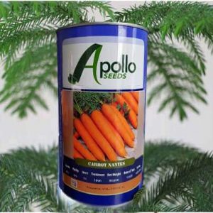 بذر فضای باز