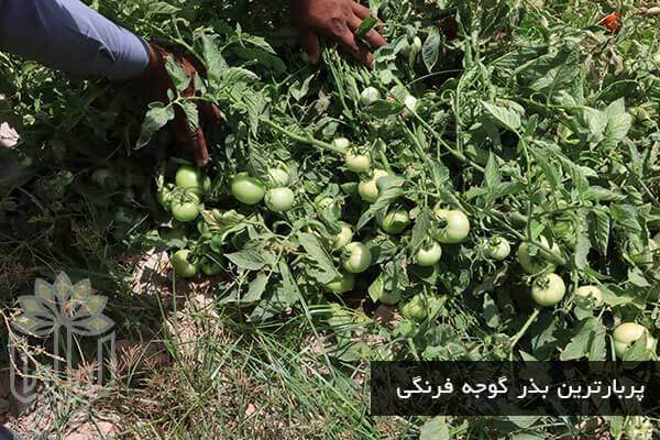 پربارترین بذر گوجه فرنگی در ایران