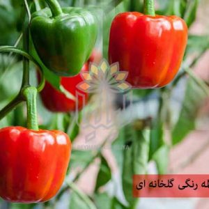 بذر فلفل دلمه گلخانه ای
