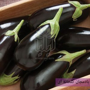 بذر بادمجان گلخانه ای