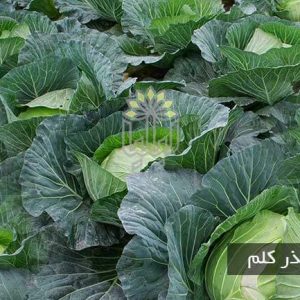 خرید بذر کلم