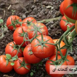 خرید بذر گوجه فرنگی گلخانه ای