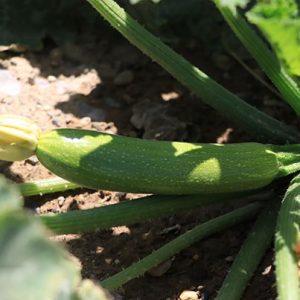 بذر کدو ایلیا 4277