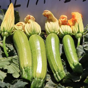 بذر کدو ایلیا 4277