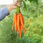 بهترین بذر هویج