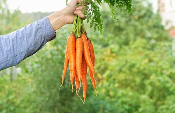 بهترین بذر هویج