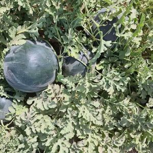 بذر هندوانه black king