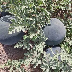 بذر هندوانه black king