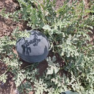 بذر هندوانه black king