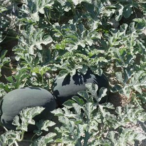 بذر هندوانه black queen