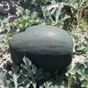 بذر هندوانه black queen