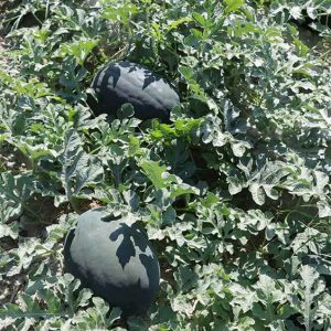 بذر هندوانه black queen