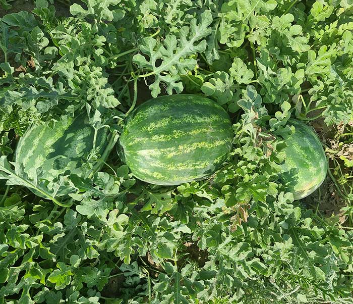 بذر هندوانه بلوکی brice