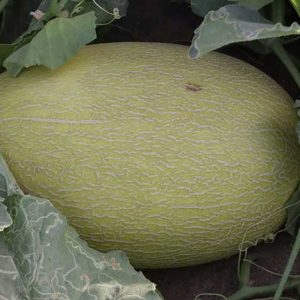 بذر خربزه پورا