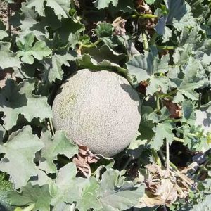 بذر خربزه وریا
