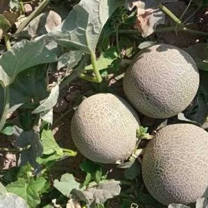 بذر خربزه وریا