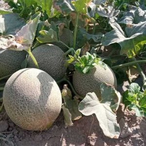 بذر خربزه وریا